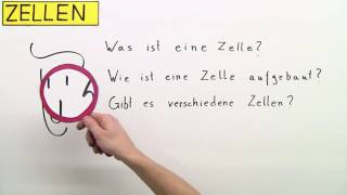 ZELLEN  DIE GRUNDBAUSTEINE VON PFLANZE MENSCH UND TIER  Biologie  Biologie der Zellen [upl. by Feil894]