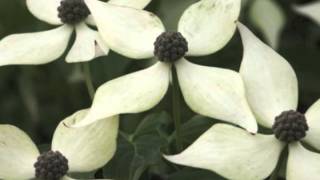 Cornus kousa Kousa Dogwood [upl. by Elysee]