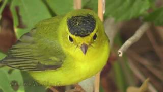 Warblers of Texas [upl. by Vinaya]