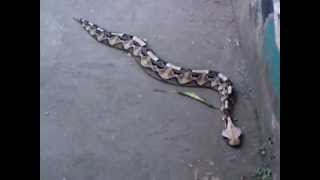 Huge Gaboon Viper Bujumbura Burundi Musee Vivant [upl. by Hastings82]