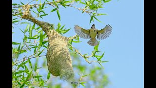 Amazing nest building bird Baya Weaver Bird [upl. by Ttennej]