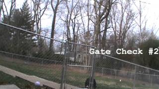 Bernese Mountain dog jumps fence [upl. by Jayme214]