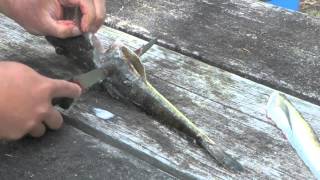 How To Skin and Fillet a Flathead  easily [upl. by Haberman]