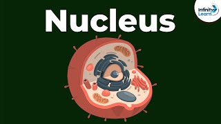 Nucleus  Cell  Infinity Learn [upl. by Aicak]