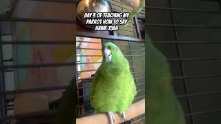 DAY 3 of teaching my AMAZON PARROT to say HAWK TUAH [upl. by Inaja914]