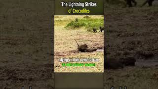 The Lightning Strikes of Crocodiles [upl. by Shalne]