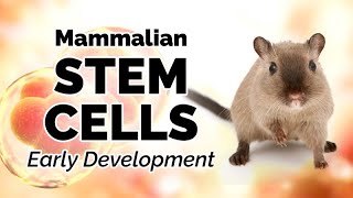 Early Mammalian Development [upl. by Enella]