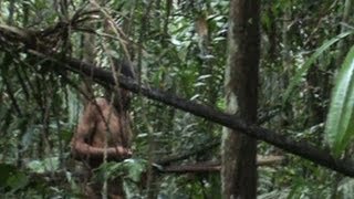 Imagens inéditas de tribo isolada na Amazônia [upl. by Chipman]