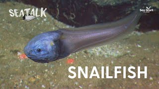 Snailfish — SeaTalk — December 2023 [upl. by Demetrius185]