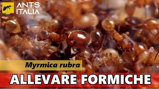 ALLEVARE FORMICHE  Myrmica rubra la formica di fuoco europea [upl. by Ytsur]