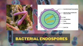 Bacterial Endospores  Endospore Structure Endospore Formation Types of Endospore [upl. by Winikka]