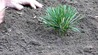 How to Plant Ornamental Grasses [upl. by Nadean]