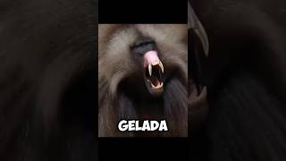 The GELADA BABOONS  Incredible UPPER TEETH 😥 [upl. by Murvyn122]