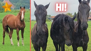 How are they We havent seen them for a long time  Horses love mud  Friesian Horses [upl. by Aniretake441]