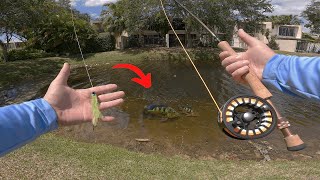 Fly Fishing for Peacock Bass in Florida  Urban Amazon [upl. by Axia]