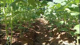 Cultivar de Abelmoschus esculentus en el campo experimental PJHB 1405 [upl. by Ryun]