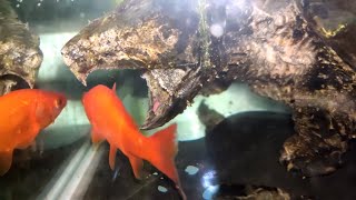 Giant Alligator Snapping Turtle Eats Goldfish  live feeding [upl. by Baum]