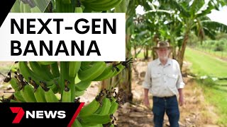 Worldfirst genetically modified banana approved for human consumption  7 News Australia [upl. by Amargo286]