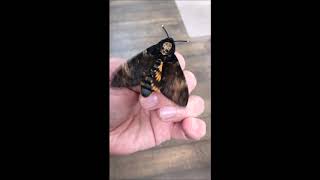 Death Head Hawk Moth  Squeaking Sounds [upl. by Notnirt]