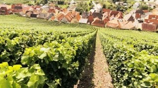 Schaumwein Sekt Champagner und Prosecco  Die Weinexperten [upl. by Llenwad]