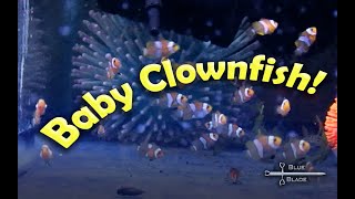 Breeding and raising Clownfish  Amphiprion ocellaris [upl. by Oderf]