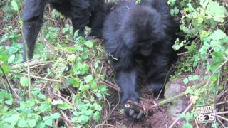 Gorillas Fight Back Against Loathsome Poachers [upl. by Erdnad]