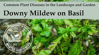 Downy Mildew on Basil  Common Plant Diseases in the Landscape and Garden [upl. by Fraser]