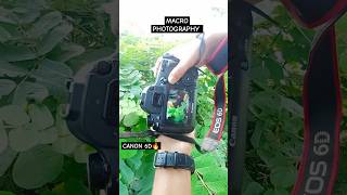 Wait For Results 😱 Macro Photography with canon 6D 🔥shorts photography photoshoot [upl. by Mignon]