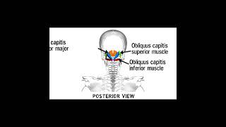 Triangles Of Neck Anatomy  Topography of Neck  Neck Muscles Anatomy  Part 2 [upl. by Nauq]