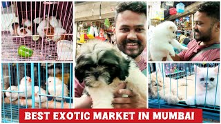 Exotic Pet Market in Mumbai  Animals  Birds Cats amp More  Crawford Market Mumbai [upl. by Edee]