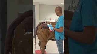 Intramuscular injection of gluteal muscle bull [upl. by Kadner]