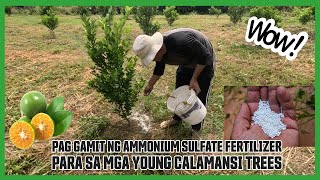 PAANO PABILISIN ANG PAGLAGO NG PUNONG CALAMANSI GAMIT ANG AMMONIUM SULFATE FERTILIZER [upl. by Seppala]