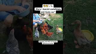 👨‍🌾👩‍🌾🐓🦆„Kury i kaczki uwielbiają jeść biały ser” ogród ogrodnictwo rolnictwo kury kaczki [upl. by Rudd99]