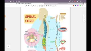 Introduction to neurology part 1 [upl. by Remde]