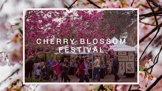 Cherry Blossom Festival in full bloom at Japanese Friendship Garden in San Diego [upl. by Sandy]