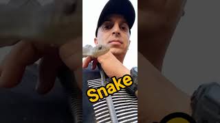 Cobras biologohenrique pets richardrasmussen selvagens natureza [upl. by Ahseeyt93]