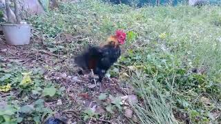 My Lovely Rooster Pet So Cool 😎 [upl. by Bianchi]