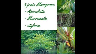 Mengenal tiga jenis Mangrove Rhizophora [upl. by Findlay]