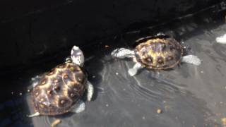 6 MONTH UPDATE Ornate diamondback terrapin juveniles Macrospilota [upl. by Sapphira]