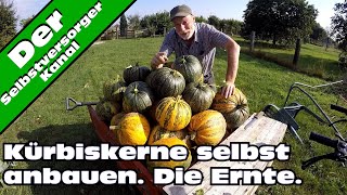 Kürbiskerne selbst anbauen Die Ernte [upl. by Richelle]