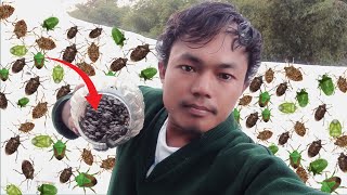 Stink bugs collecting  ANGKUR MARAK [upl. by Eeresid422]