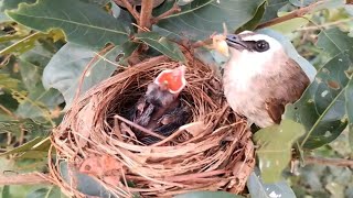 Yellowvented bulbul Birds Have spider food for her baby to eat EP01 Beautiful birds Yellow bulbul [upl. by Shoemaker]