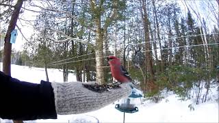 Pine Grosbeak [upl. by Nancey]