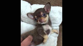 Chihuahua mix loves his groomer  Cute little dog [upl. by Ninnahc]