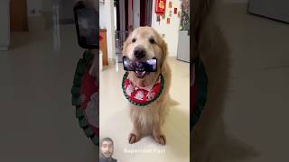 dog funny withsofia alexandsofia [upl. by Vi682]