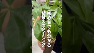 【観葉植物】植え替え時期が分かる3つのタイミング植物のある暮らし 植物大好き 植物 観葉植物 [upl. by Nadnarb]