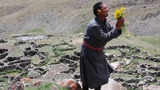 Ladakh Folk Song junglu Music Video [upl. by Welton736]