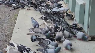 Turtle Doves aka Pigeon feeding time at Oakleigh Station Melbourne Australia 4K [upl. by Quintana]