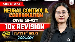 NEURAL CONTROL AND COORDINATION CLASS 11 ONE SHOT  NEET 2024  NCERT BASED ZOOLOGY MIND MAP [upl. by Cooper]