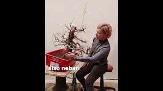 CASE STUDY  Moyogi bonsai tree with attitude Carpinus orientalis 601 [upl. by Elenore]